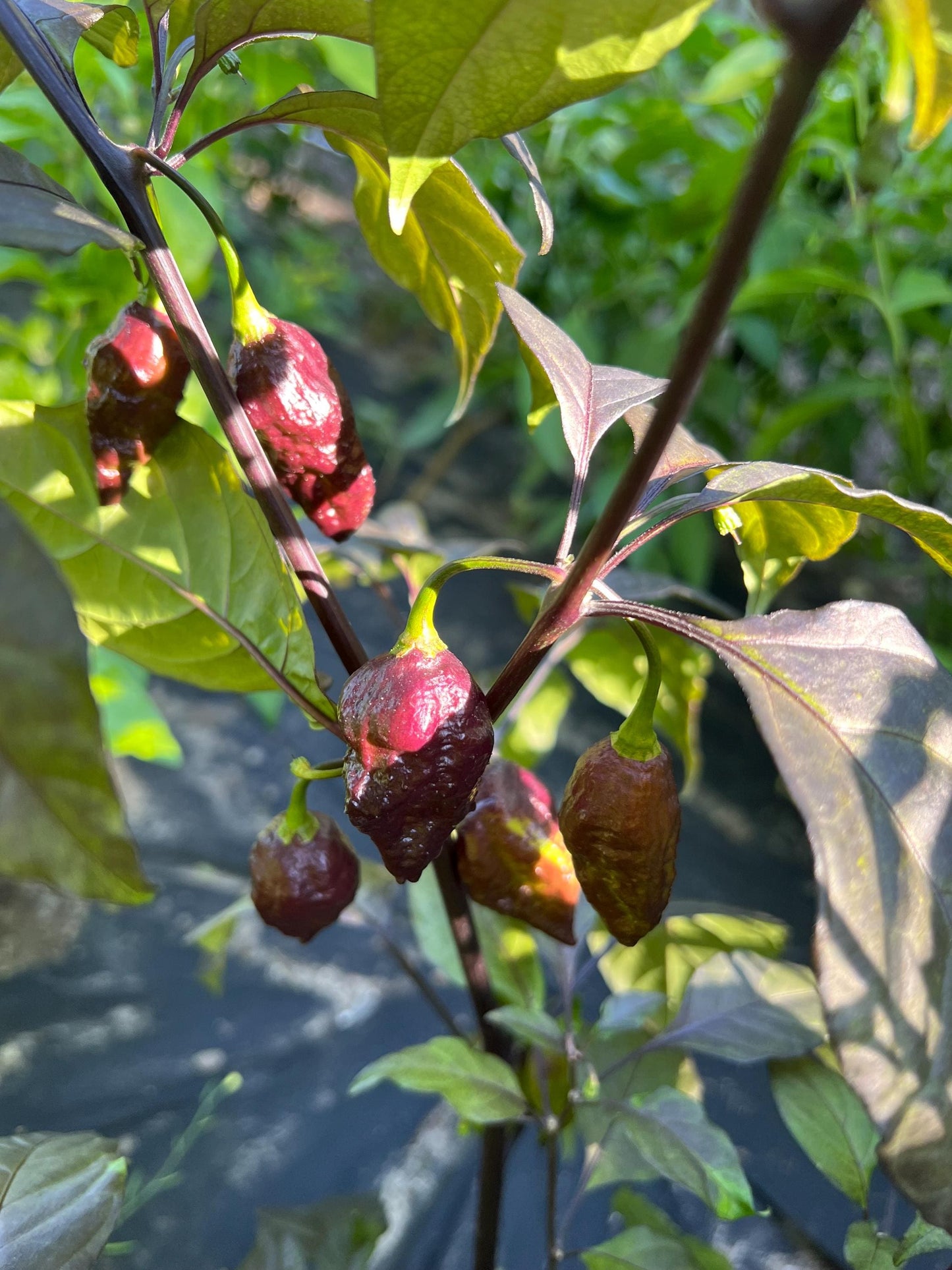 Purple Death Pepper Seeds , Organic