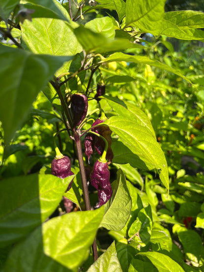 Black Ghost Pepper Seeds , Organic