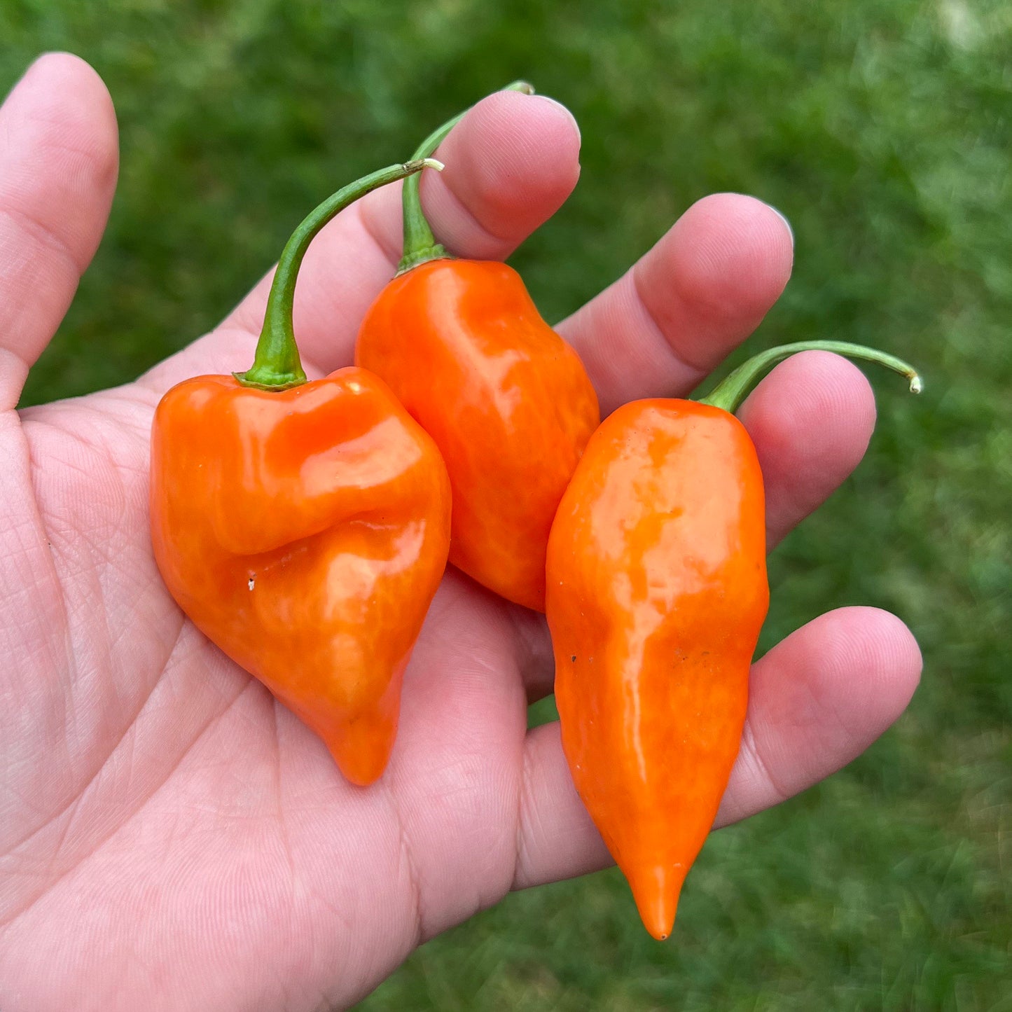 Habanada Pepper Seeds , Organic