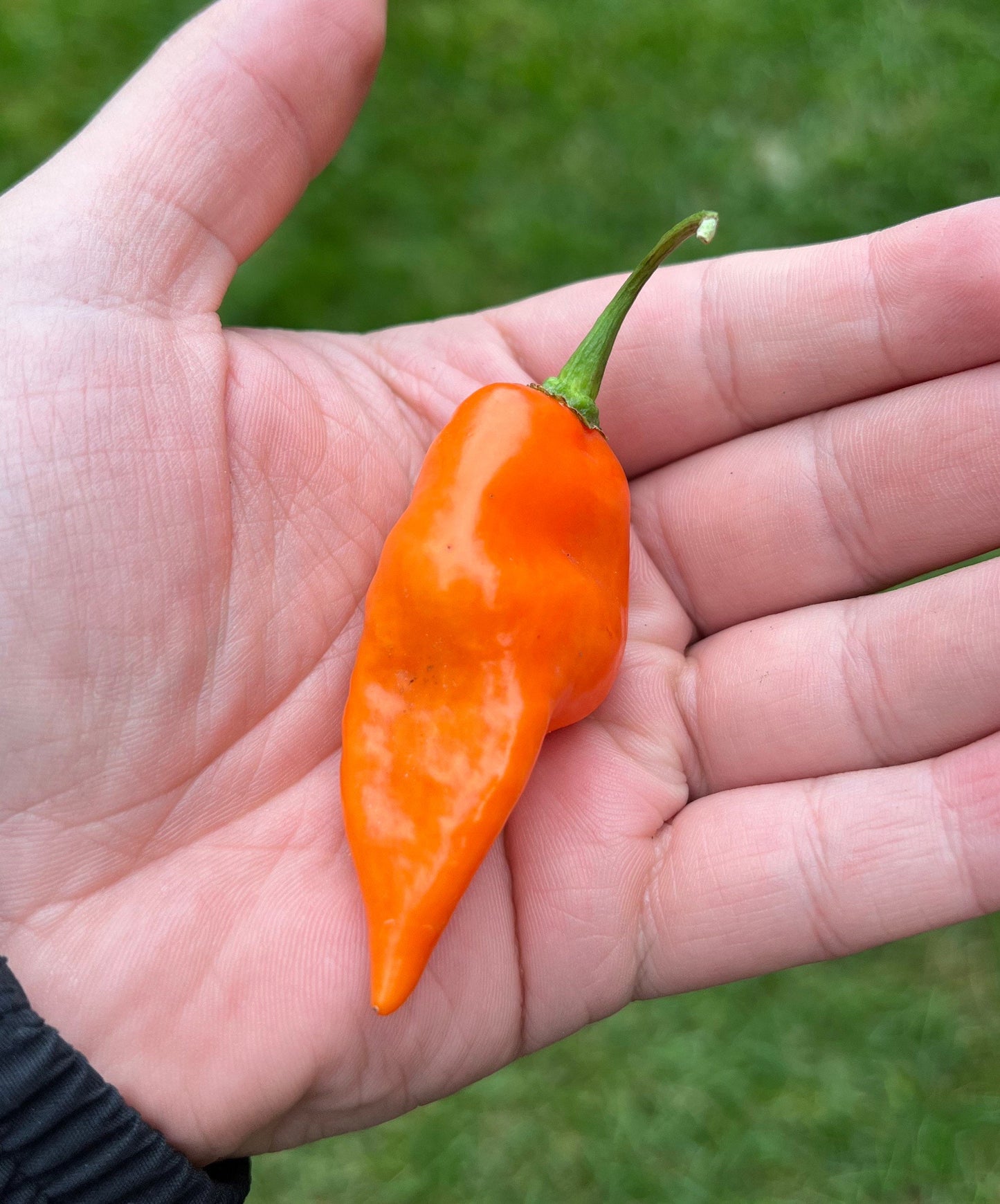 Habanada Pepper Seeds , Organic