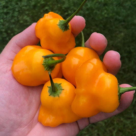 Orange Mad Hatter Pepper Seeds