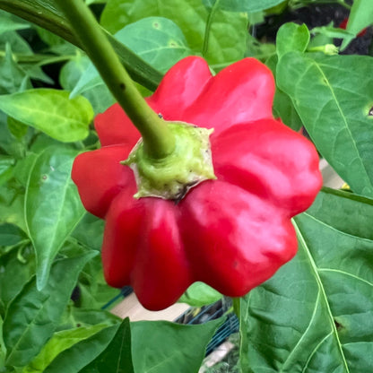 Brazilian Starfish Pepper Seeds