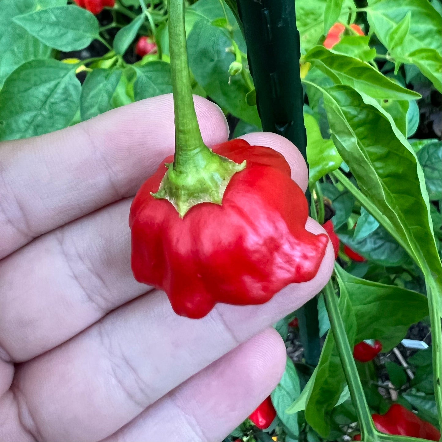 Brazilian Starfish Pepper Seeds