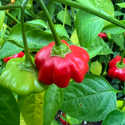 Brazilian Starfish Pepper Seeds