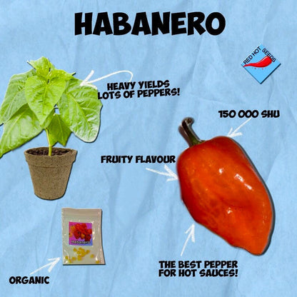 Spicy Red Habanero Pepper Seeds