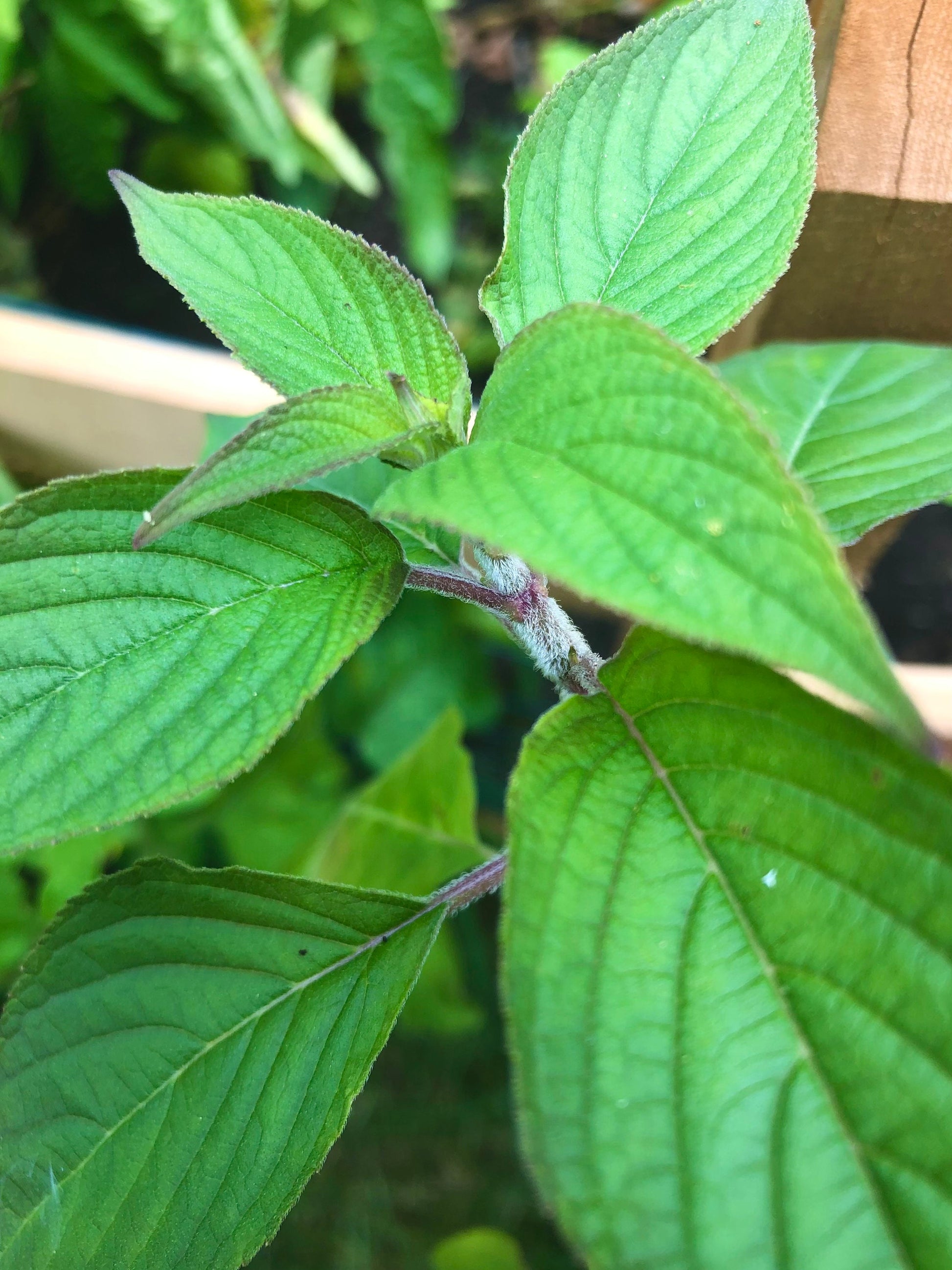 Cinnamon Basil Seeds , Organic