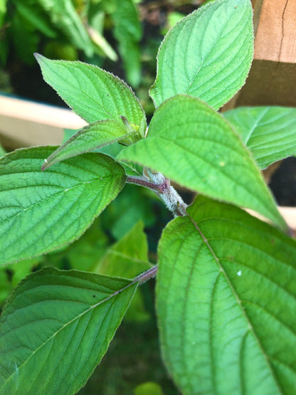 Cinnamon Basil Seeds , Organic