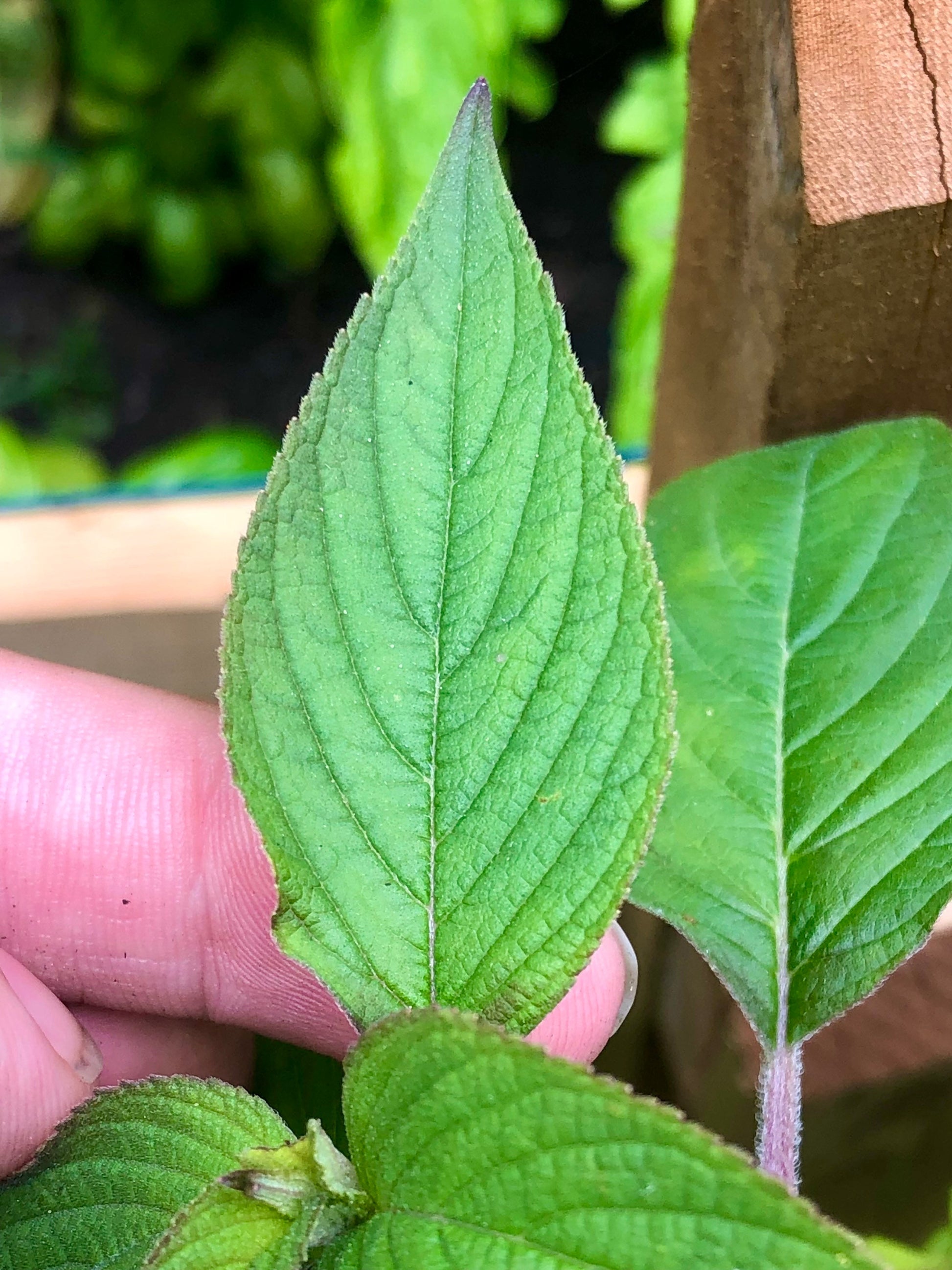 Cinnamon Basil Seeds , Organic