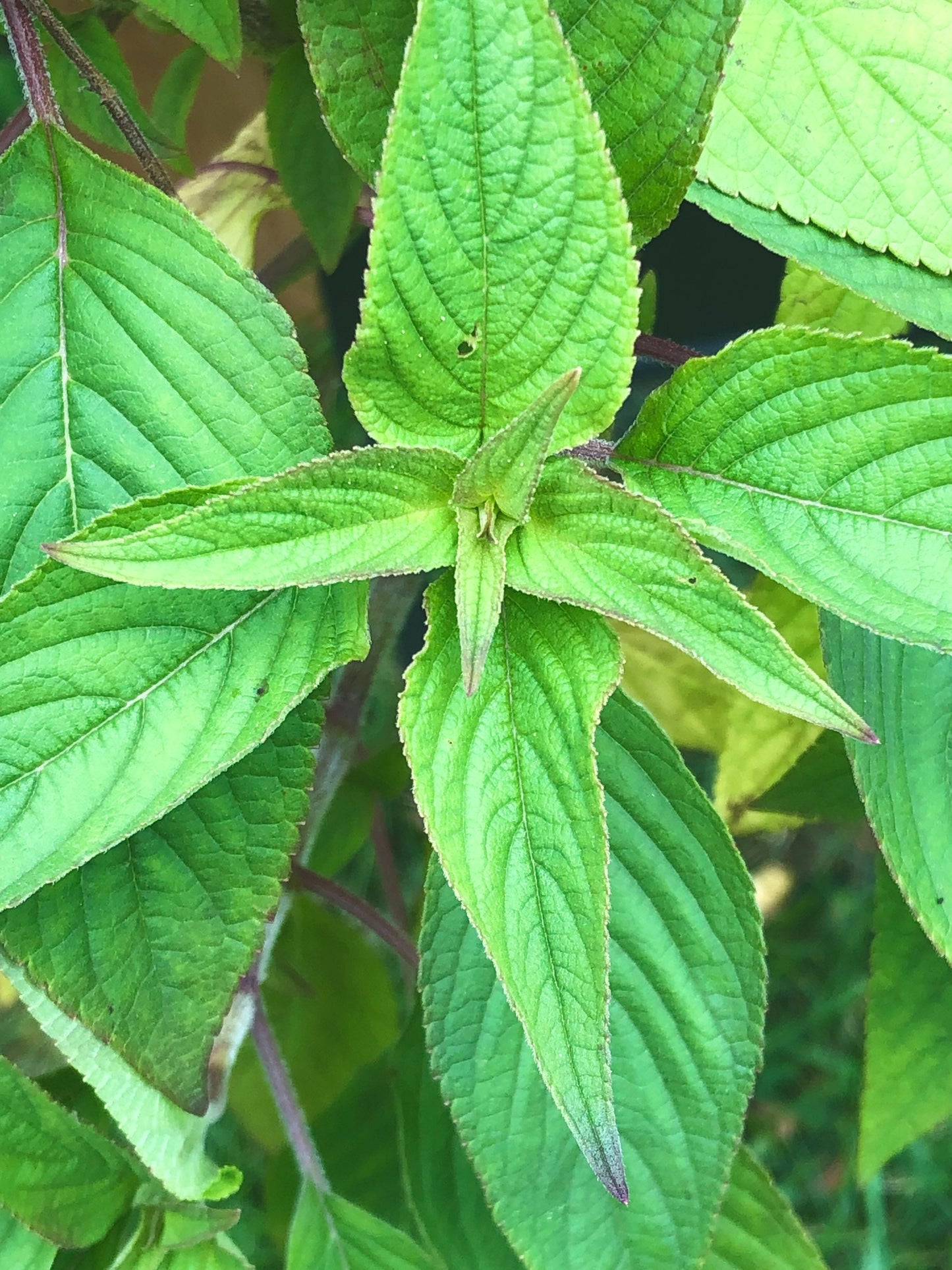 Cinnamon Basil Seeds , Organic