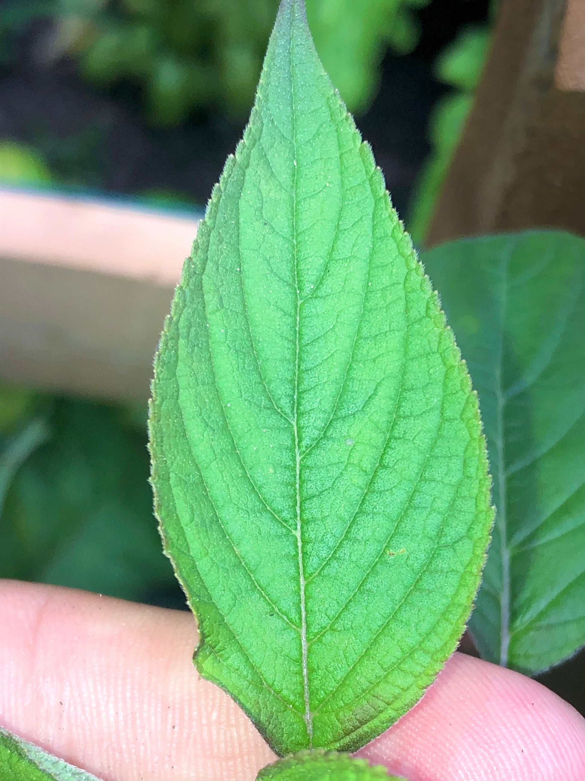 Cinnamon Basil Seeds , Organic