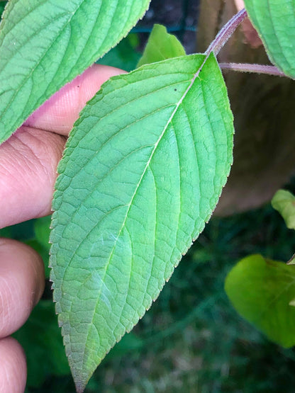 Cinnamon Basil Seeds , Organic