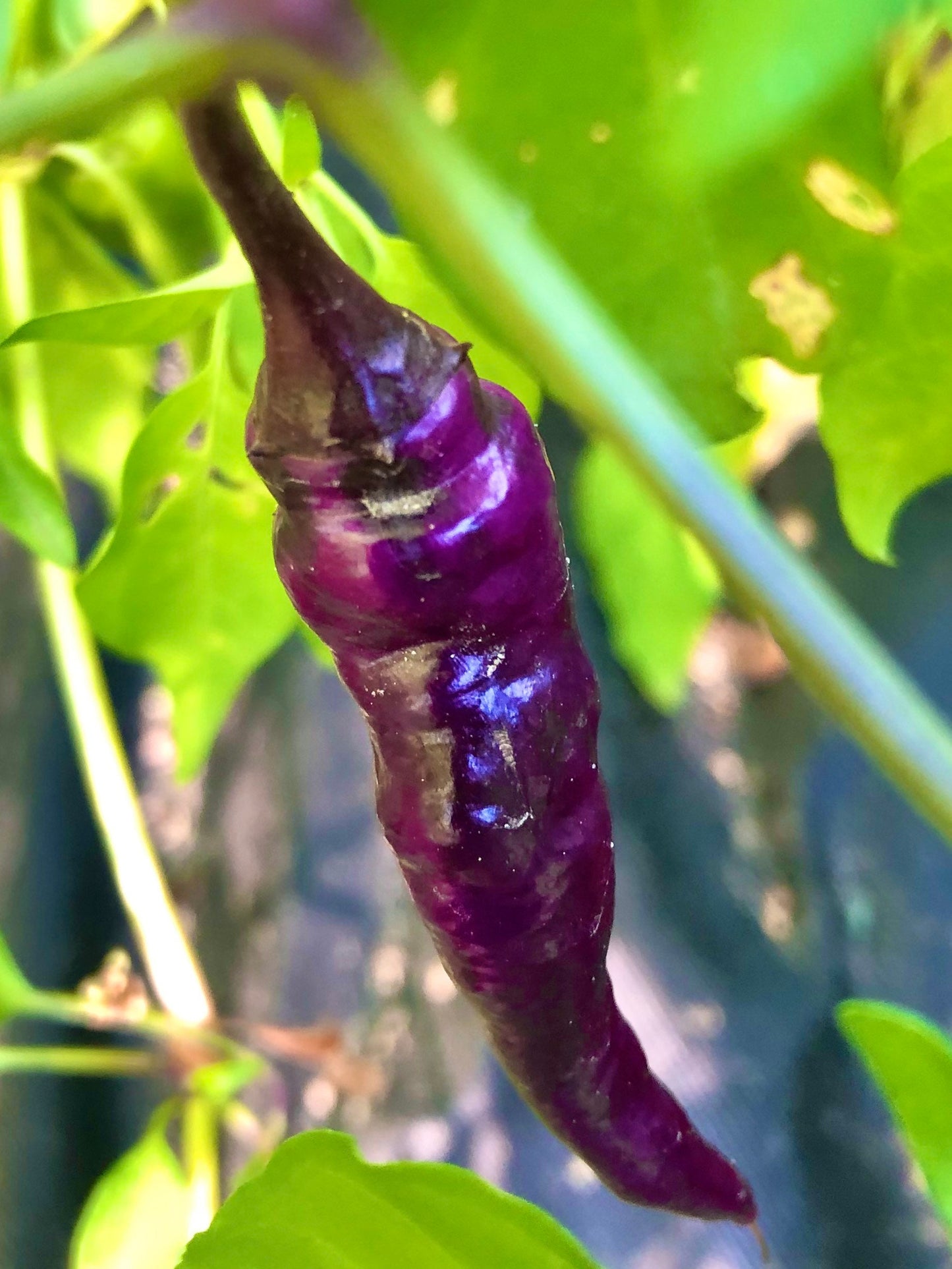 Purple Buena Mulata  Pepper Seeds