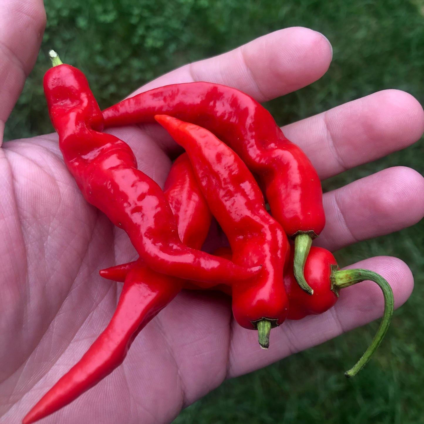 SuperHot Lightning Pepper (15) Seeds  , Organic