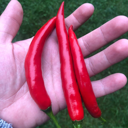 Super Long Cayenne Pepper Seeds