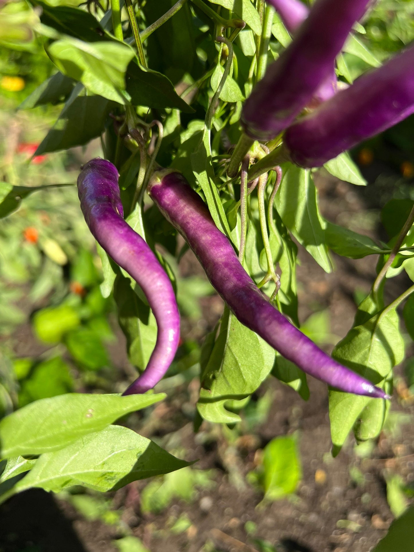 Purple Buena Mulata  Pepper Seeds