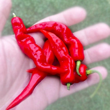 SuperHot Lightning Pepper (15) Seeds  , Organic